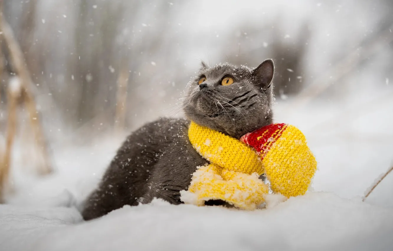Photo wallpaper winter, cat, snow, animal, scarf, British