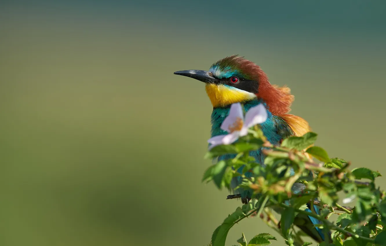 Photo wallpaper flower, background, bird, branch, briar, European bee-eater
