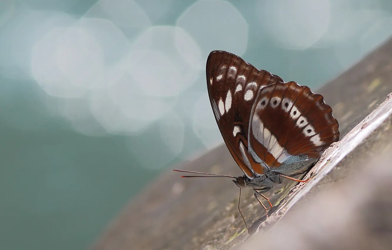 Photo wallpaper surface, butterfly, wings, tilt