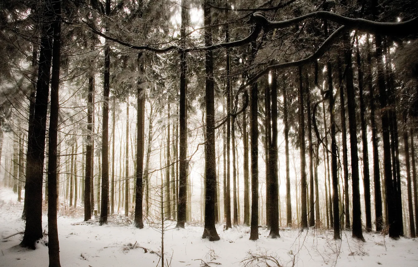 Photo wallpaper winter, forest, snow, trees, nature, photo
