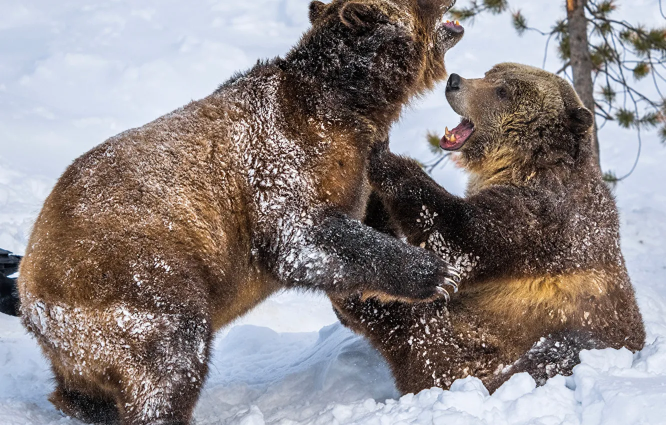 Photo wallpaper animals, two, wildlife, brown bears, Snow_