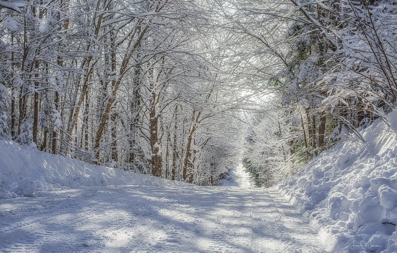 Photo wallpaper winter, road, snow, trees, day