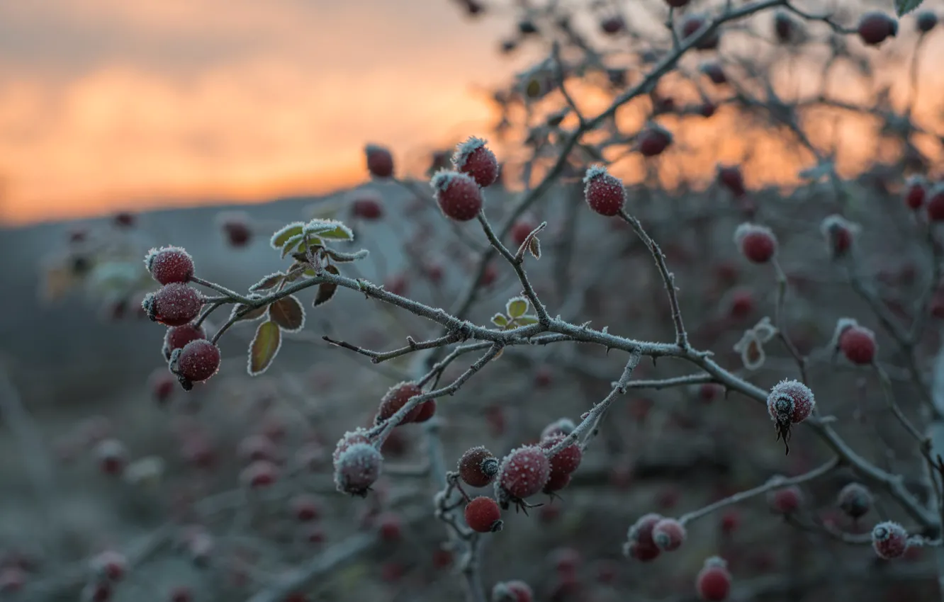 Photo wallpaper frost, autumn, branches, Bush, fruit