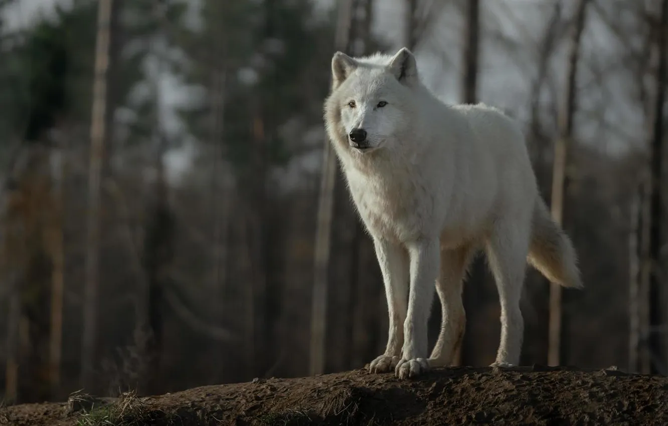 Photo wallpaper nature, Gray Wolf, face, animal, wolf, canis lupus, wildlife, head