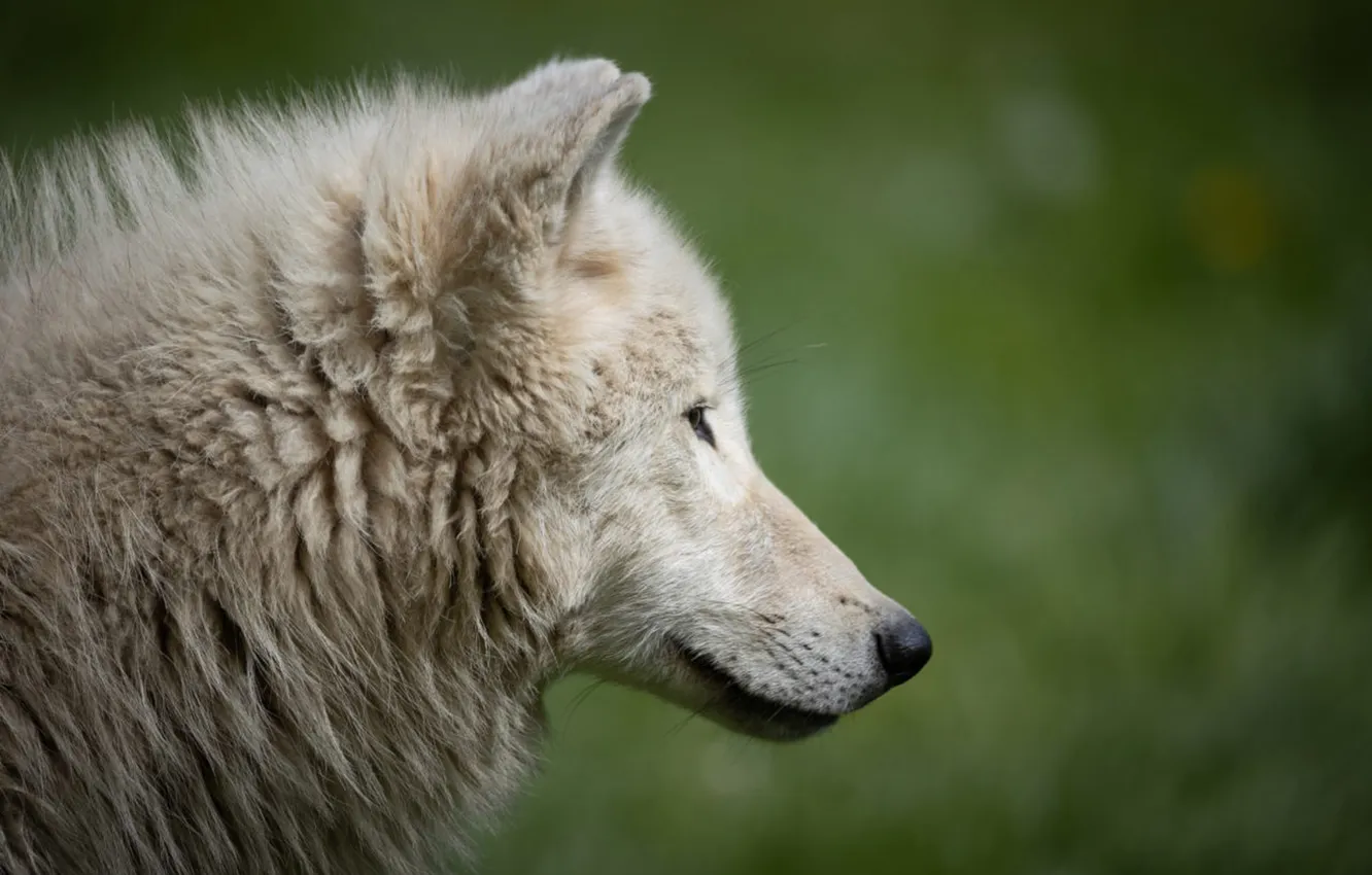 Photo wallpaper nature, Gray Wolf, face, animal, wolf, canis lupus, wildlife, head