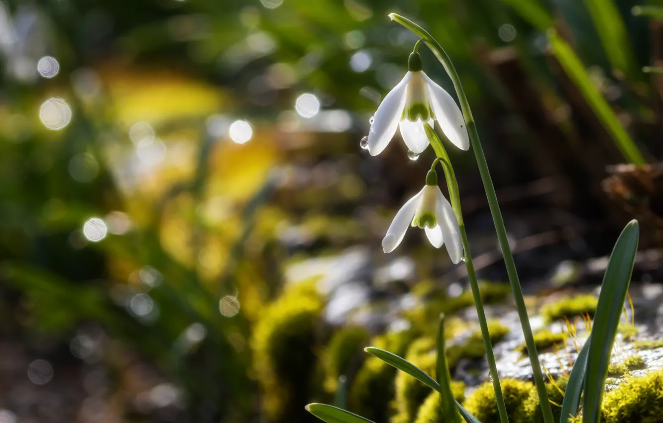 Photo wallpaper blur bokeh, spring, snowdrops