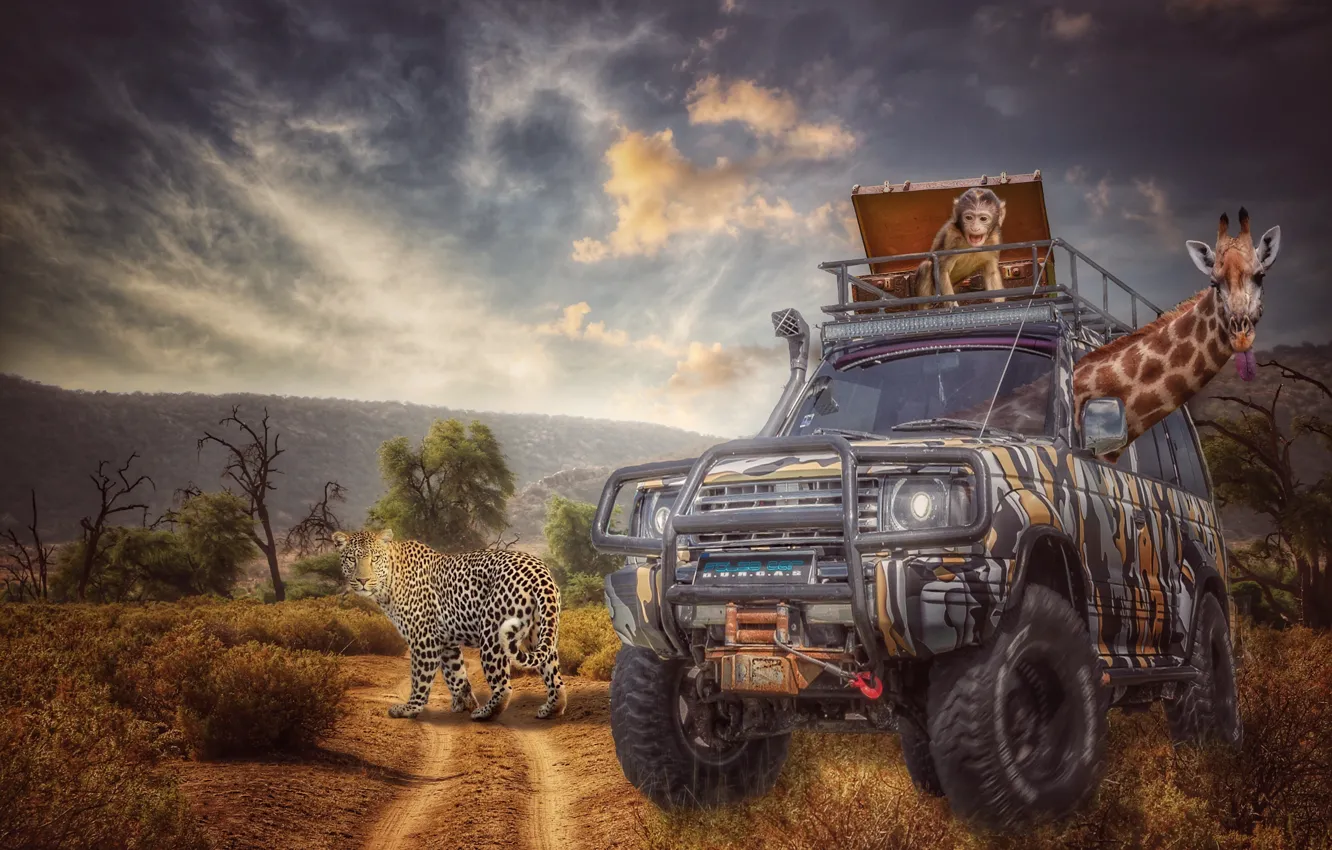 Photo wallpaper machine, animal, giraffe, monkey, leopard, car, Safari