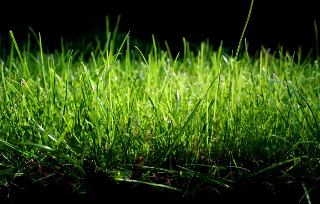 Photo wallpaper greens, nature, the gentle tones, grass macro