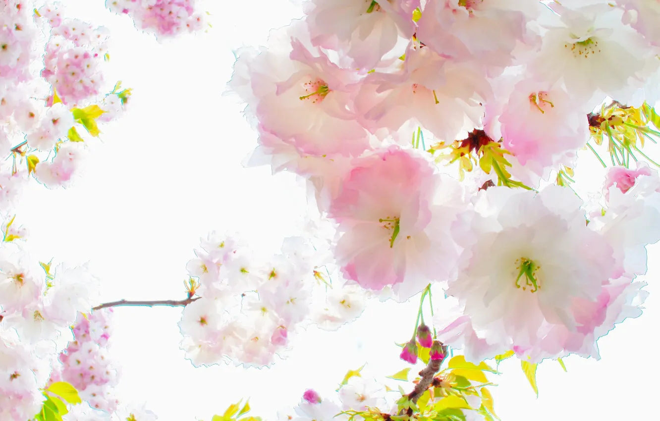 Photo wallpaper flowers, treatment, Sakura