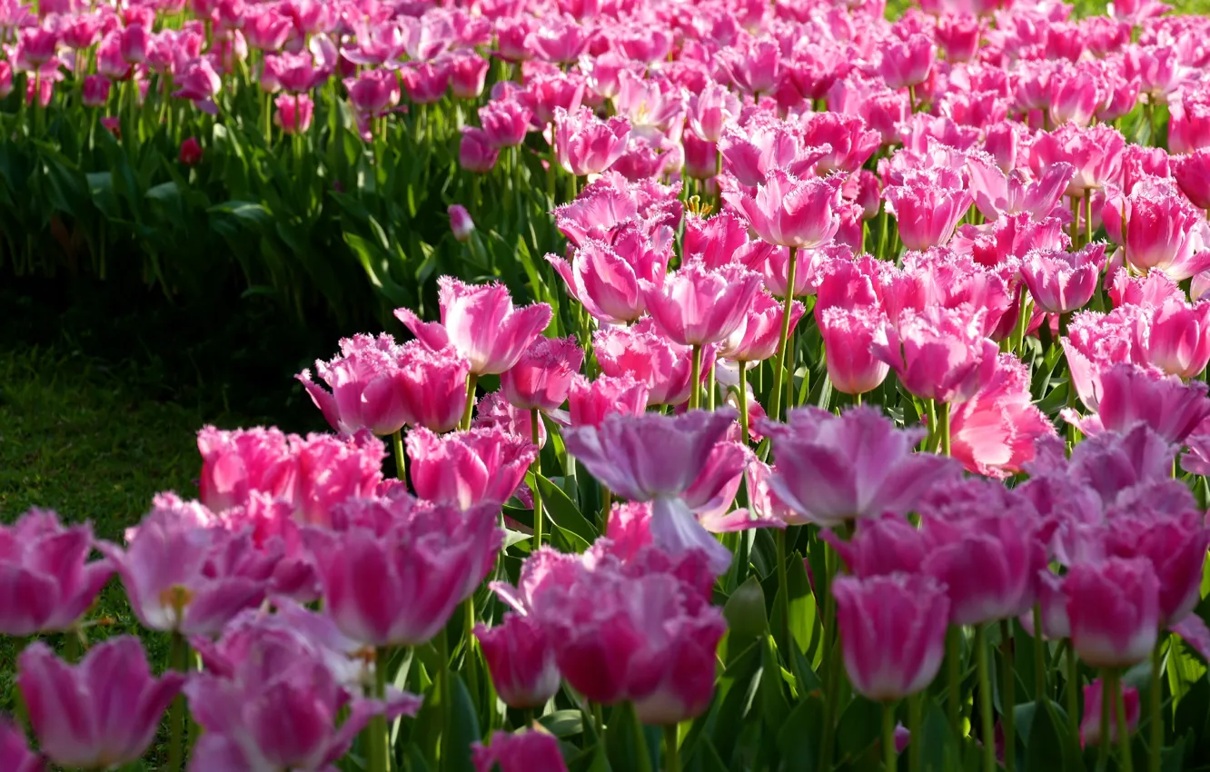Photo wallpaper field, flowers, spring, tulips, pink, flowerbed, a lot