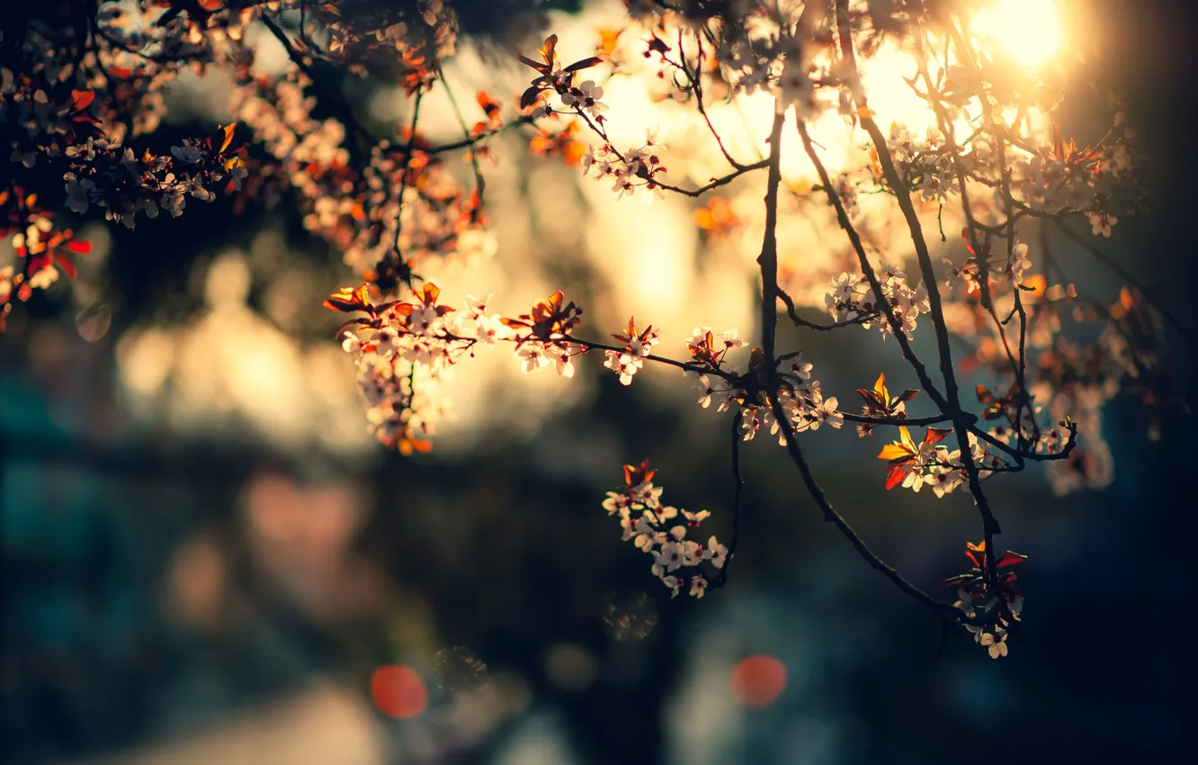 Photo wallpaper the sun, rays, light, sunset, flowers, branches, cherry, glare