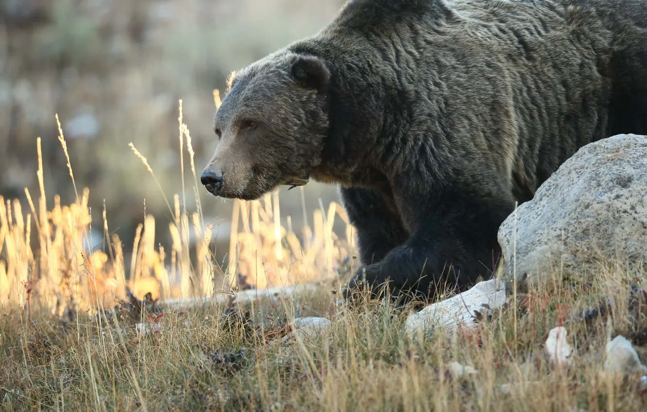Photo wallpaper nature, animal, bear, grizzly