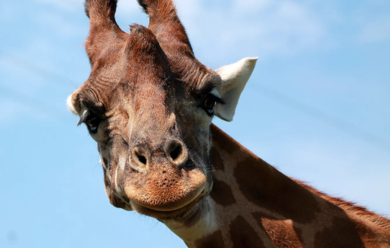 Photo wallpaper the sky, animal, head, giraffe, horn, neck