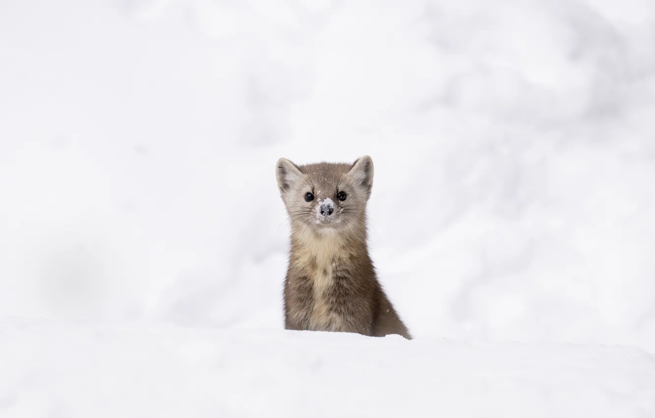 Photo wallpaper winter, look, snow, pose, face, marten