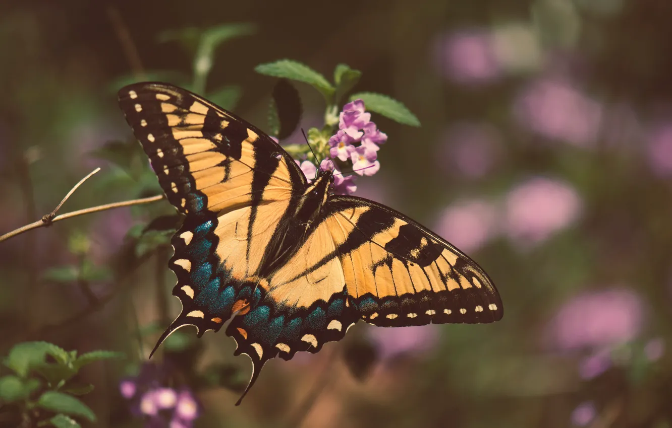 Photo wallpaper macro, flowers, nature, butterfly, insect, pink, bokeh, swallowtail