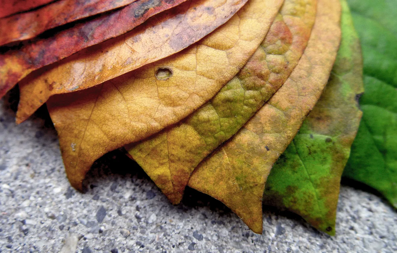 Photo wallpaper leaves, macro, background, leaf, color