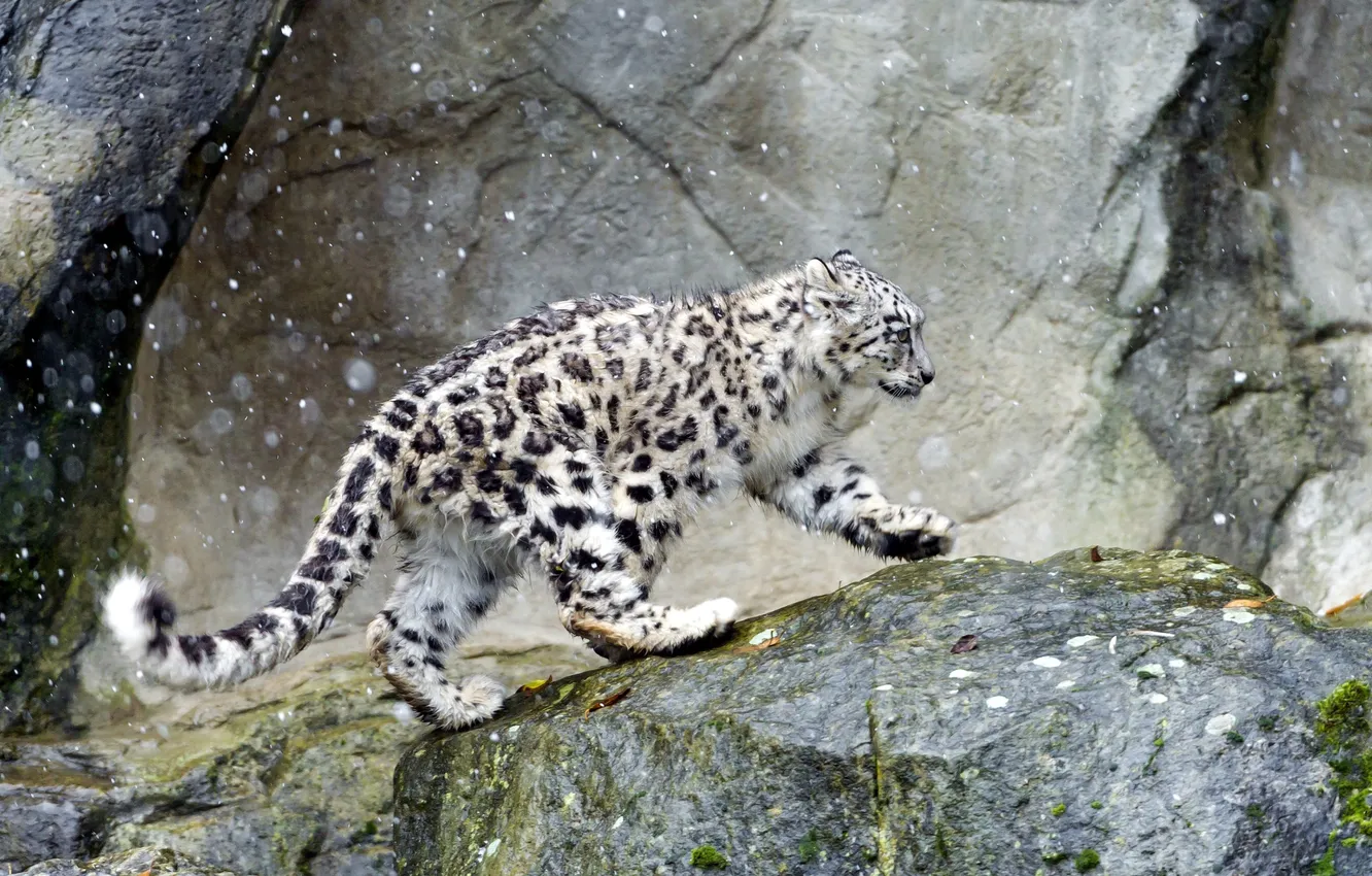 Photo wallpaper IRBIS, snow leopard, is
