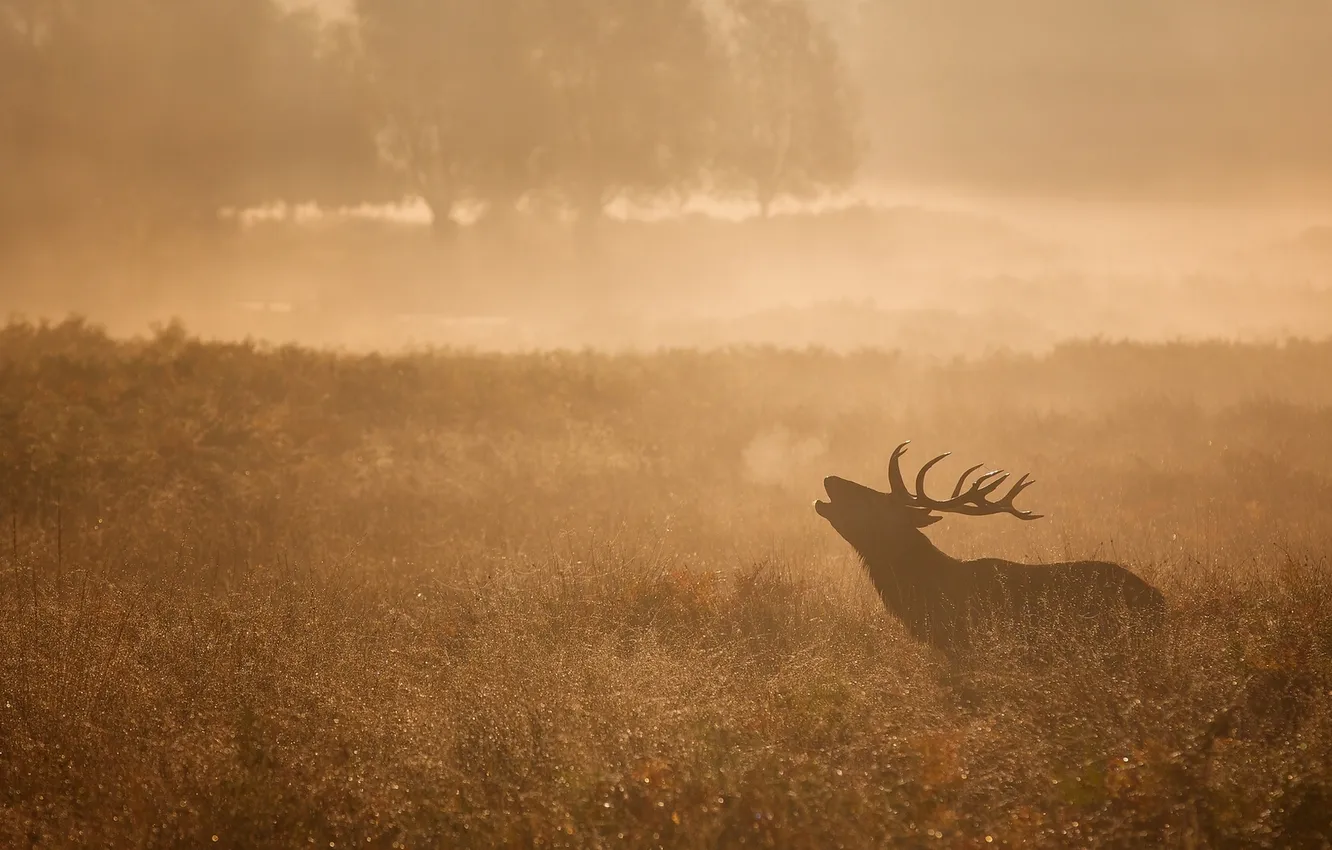 Photo wallpaper deer, morning, meadow