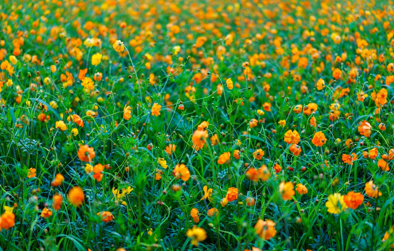 Photo wallpaper field, grass, flowers, meadow
