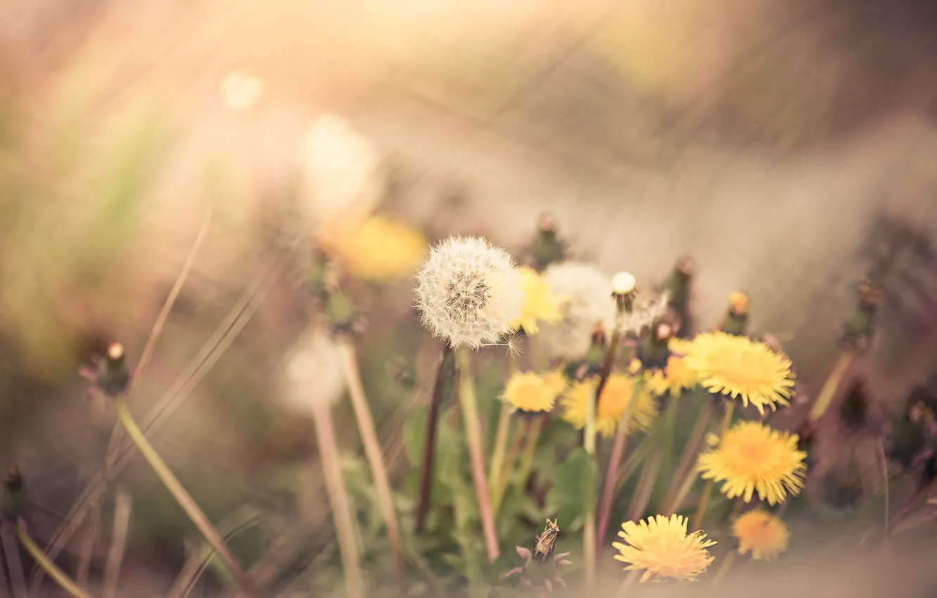 Photo wallpaper grass, flowers, nature, background