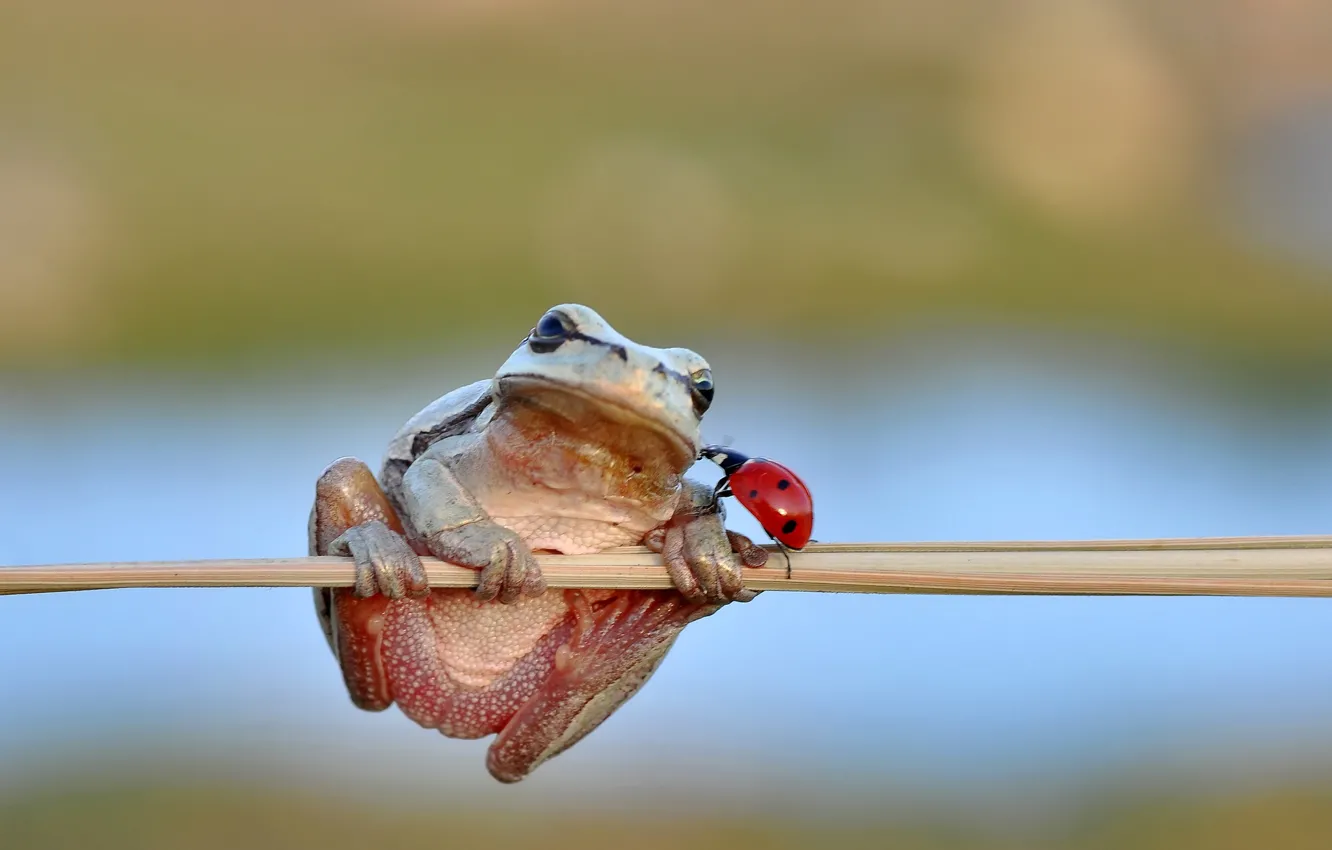 Photo wallpaper frog, freedom, kiss, ladybug, stalk, ladybird