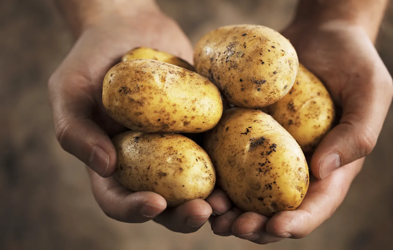 Photo wallpaper hands, harvest, potatoes, farmer