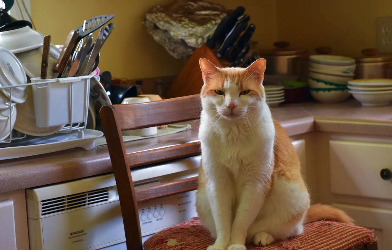 Photo wallpaper cat, cat, look, pose, comfort, home, interior, chair