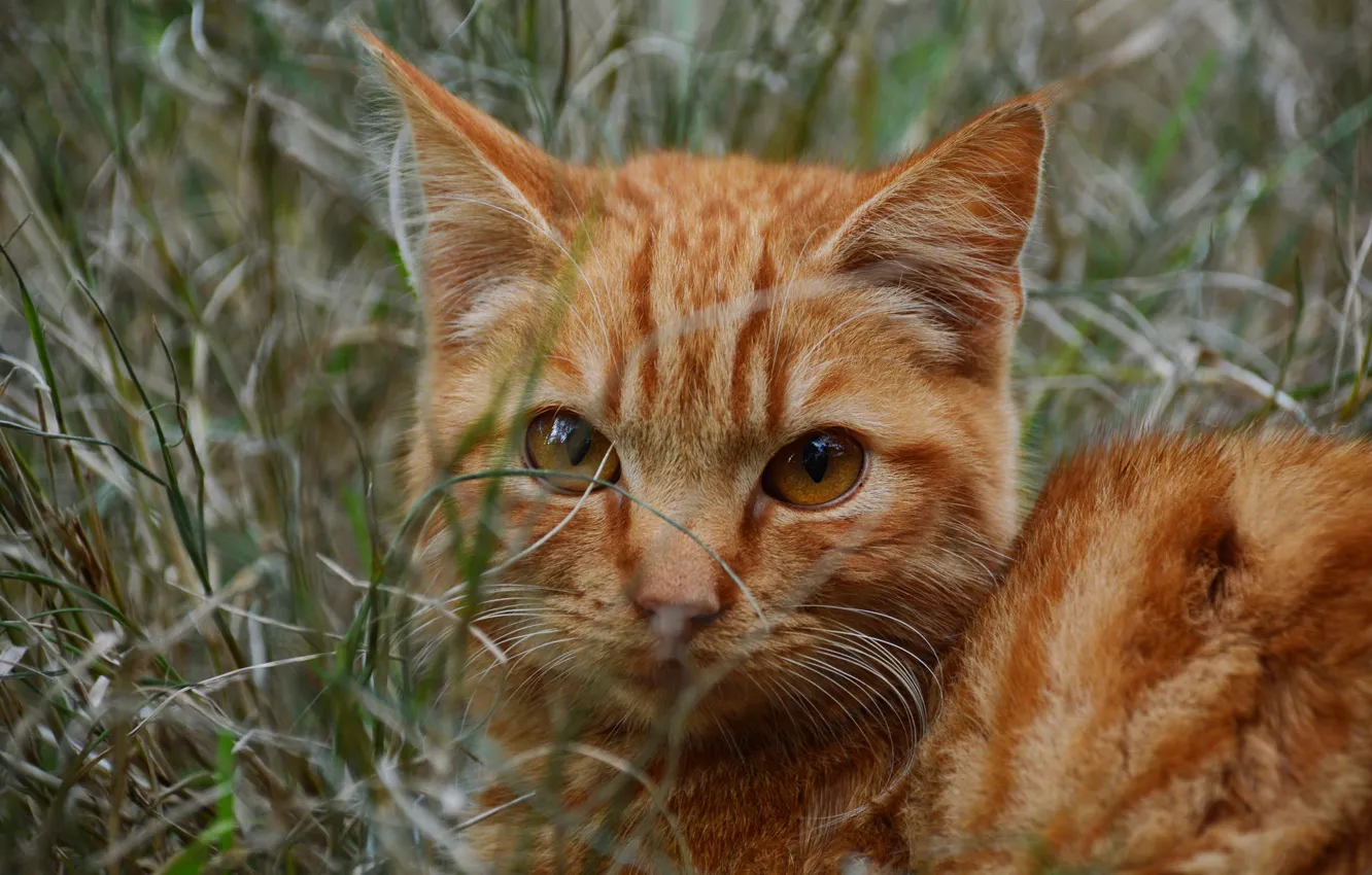 Photo wallpaper cat, grass, cat, look, face, kitty, portrait, red