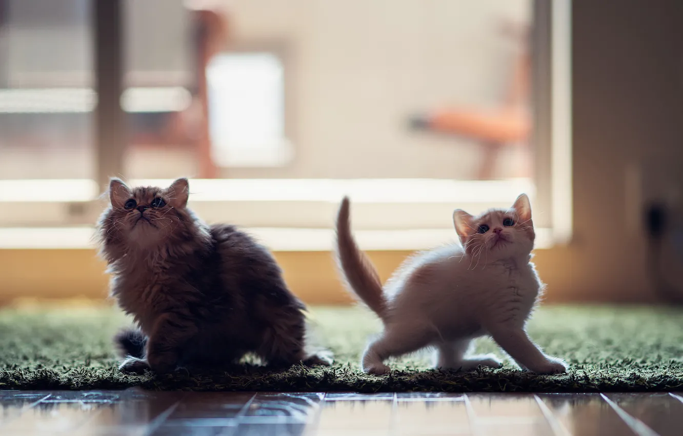 Photo wallpaper kittens, © Ben Torode, Hannah, Daisey