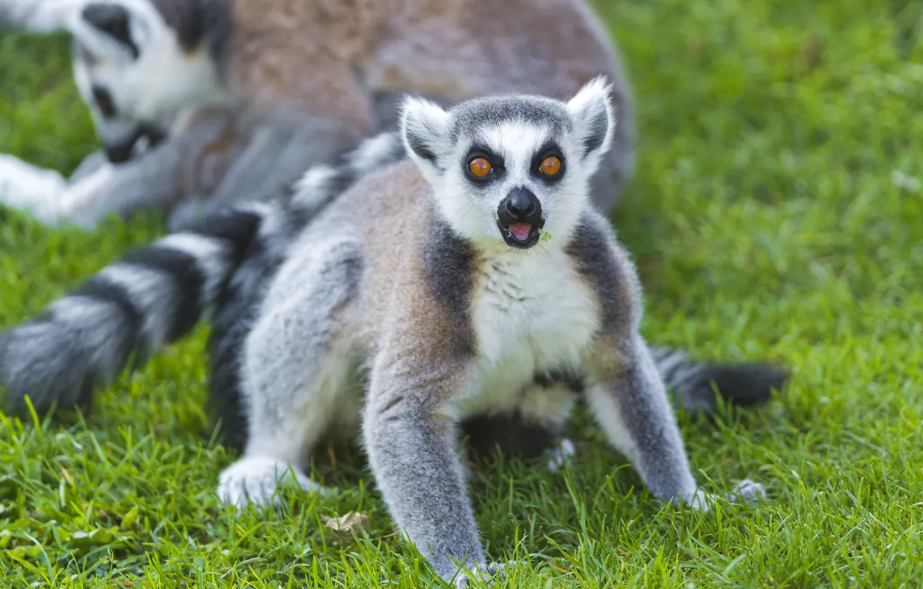 Photo wallpaper grass, look, lemur