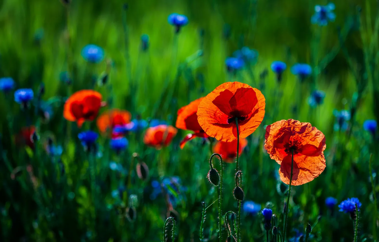 Photo wallpaper greens, flowers, blue, red, Maki, bokeh, cornflowers