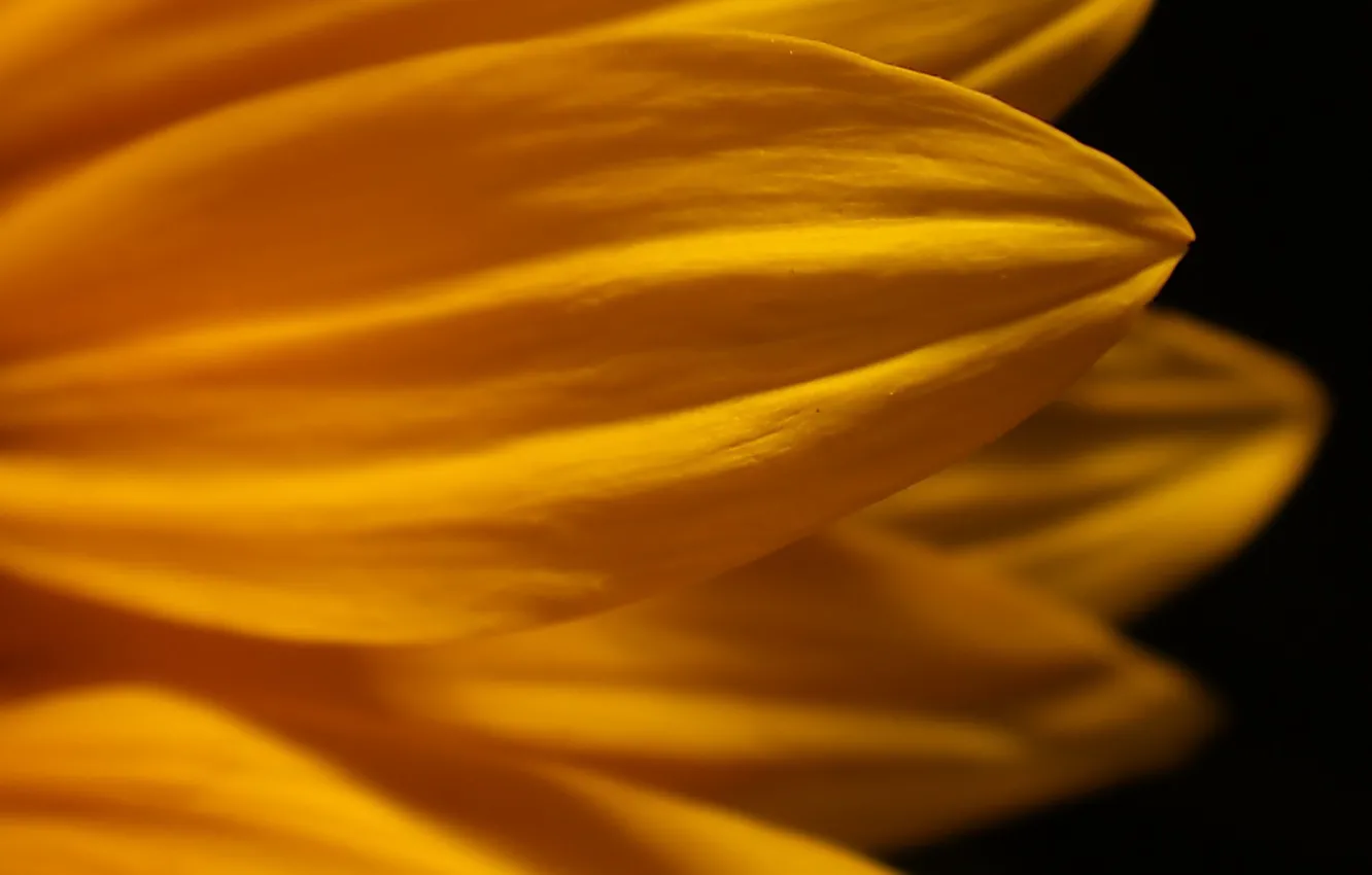 Photo wallpaper macro, flowers, yellow, petals, black background