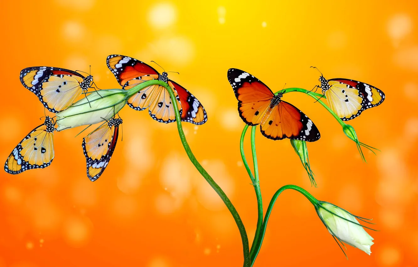 Photo wallpaper macro, flowers, butterfly, insect, orange background, eustoma
