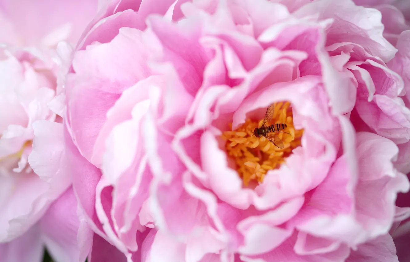 Photo wallpaper macro, insect, pink, peonies