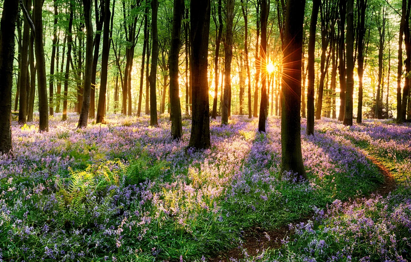 Photo wallpaper road, forest, grass, trees, sunset, flowers, nature, Park