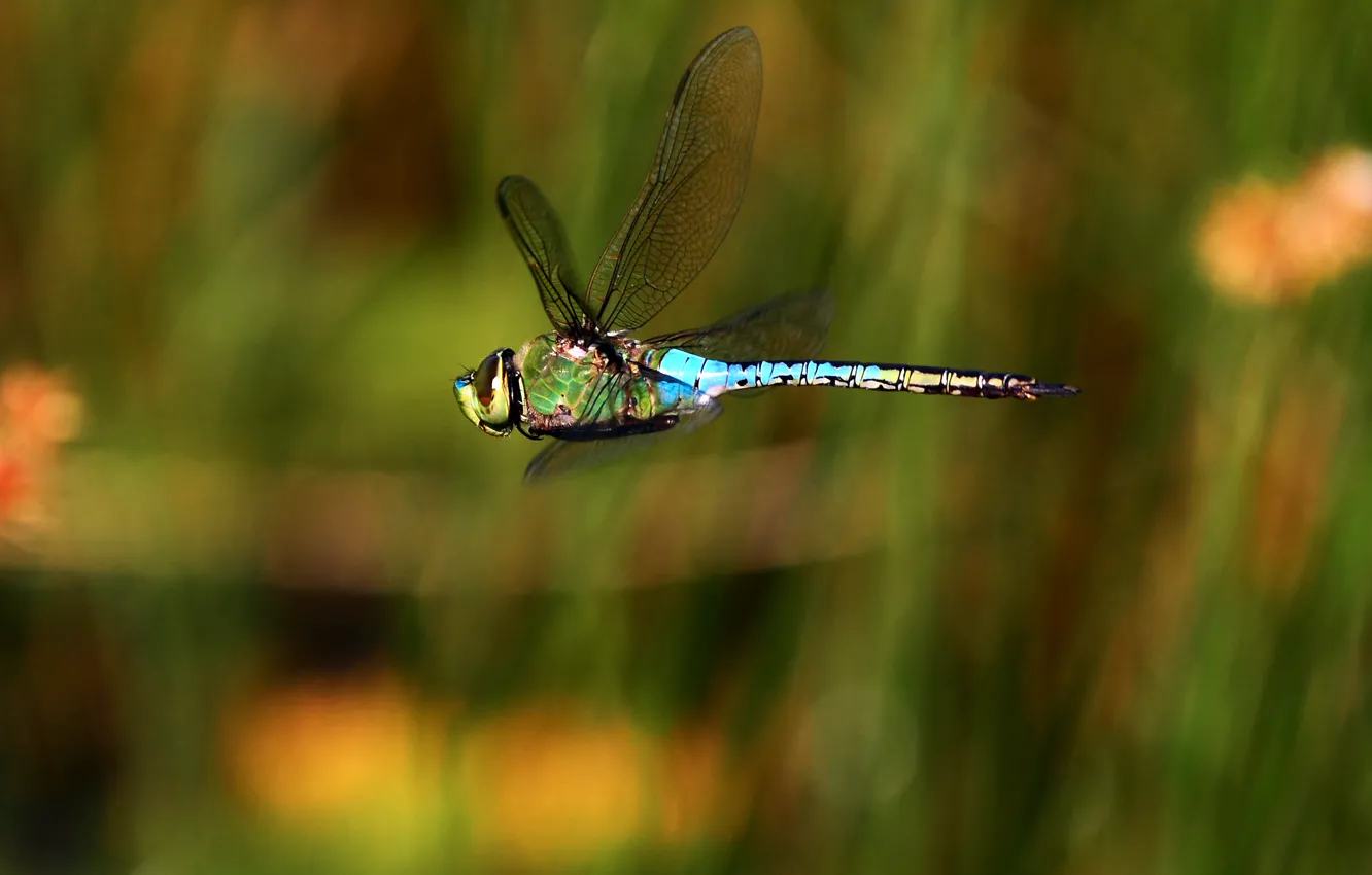 Photo wallpaper greens, summer, flight, background, dragonfly, insect, Wallpaper from lolita777