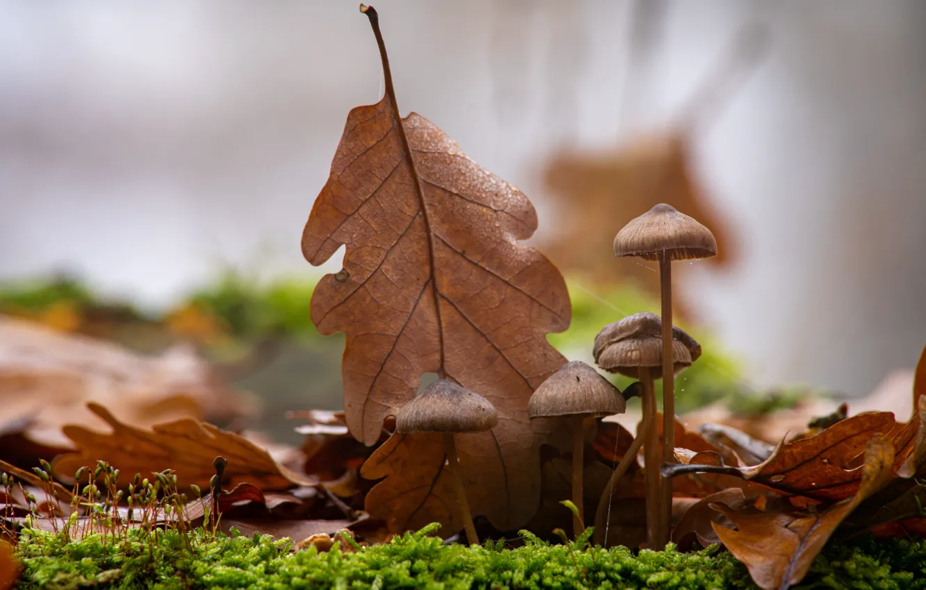 Photo wallpaper autumn, mushrooms, Autumn leaf