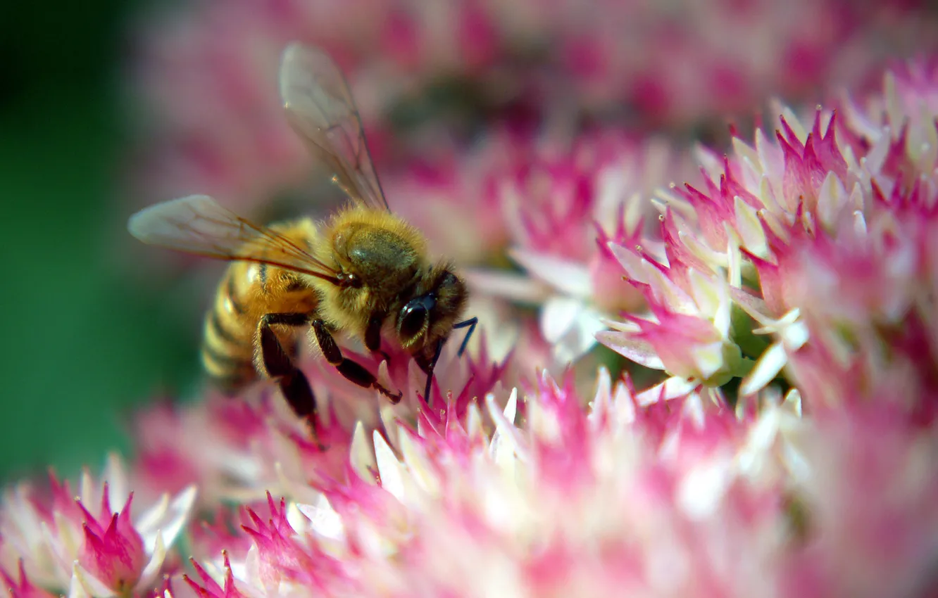 Photo wallpaper flower, bee, pink