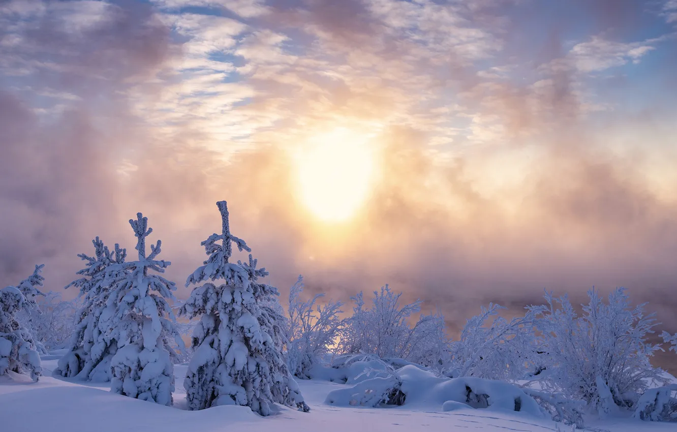 Photo wallpaper winter, snow, morning, ate, frost, the snow, Russia, the bushes
