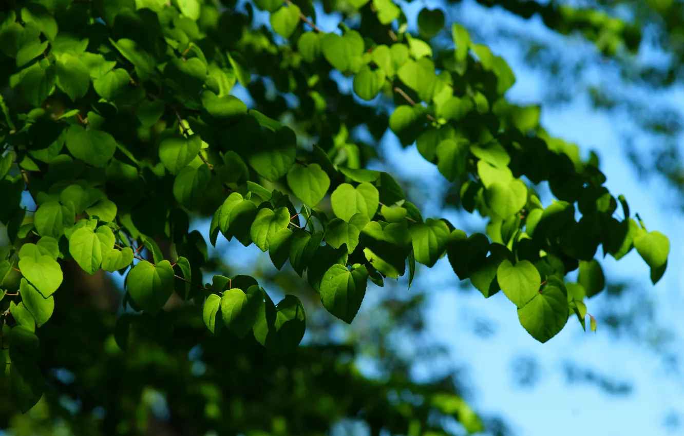 Photo wallpaper leaves, nature, tree, spring