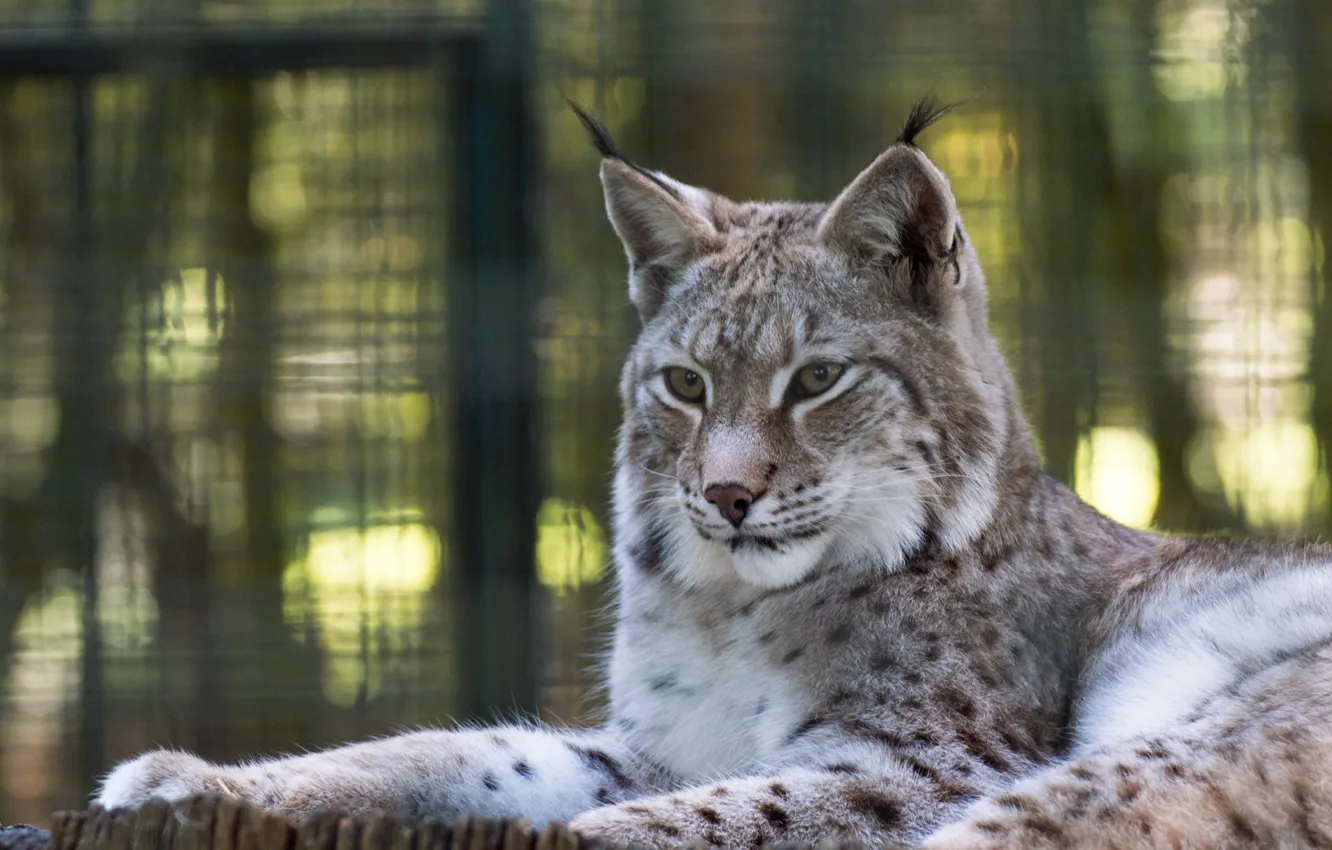 Photo wallpaper wool, lynx, cat