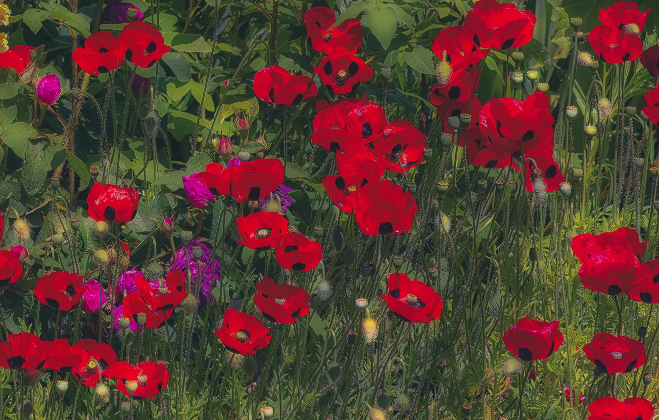Photo wallpaper greens, flowers, red, Maki, treatment, a lot, poppy field