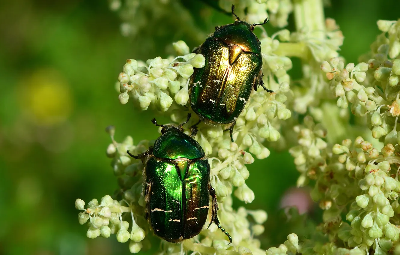 Photo wallpaper macro, flowers, insects, background, beetle, green, pair, bugs