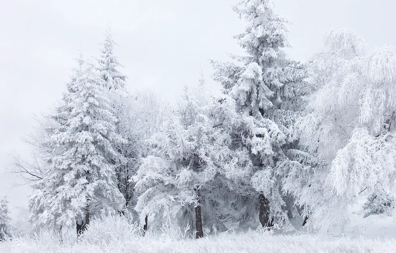 Photo wallpaper winter, forest, white, snow, trees