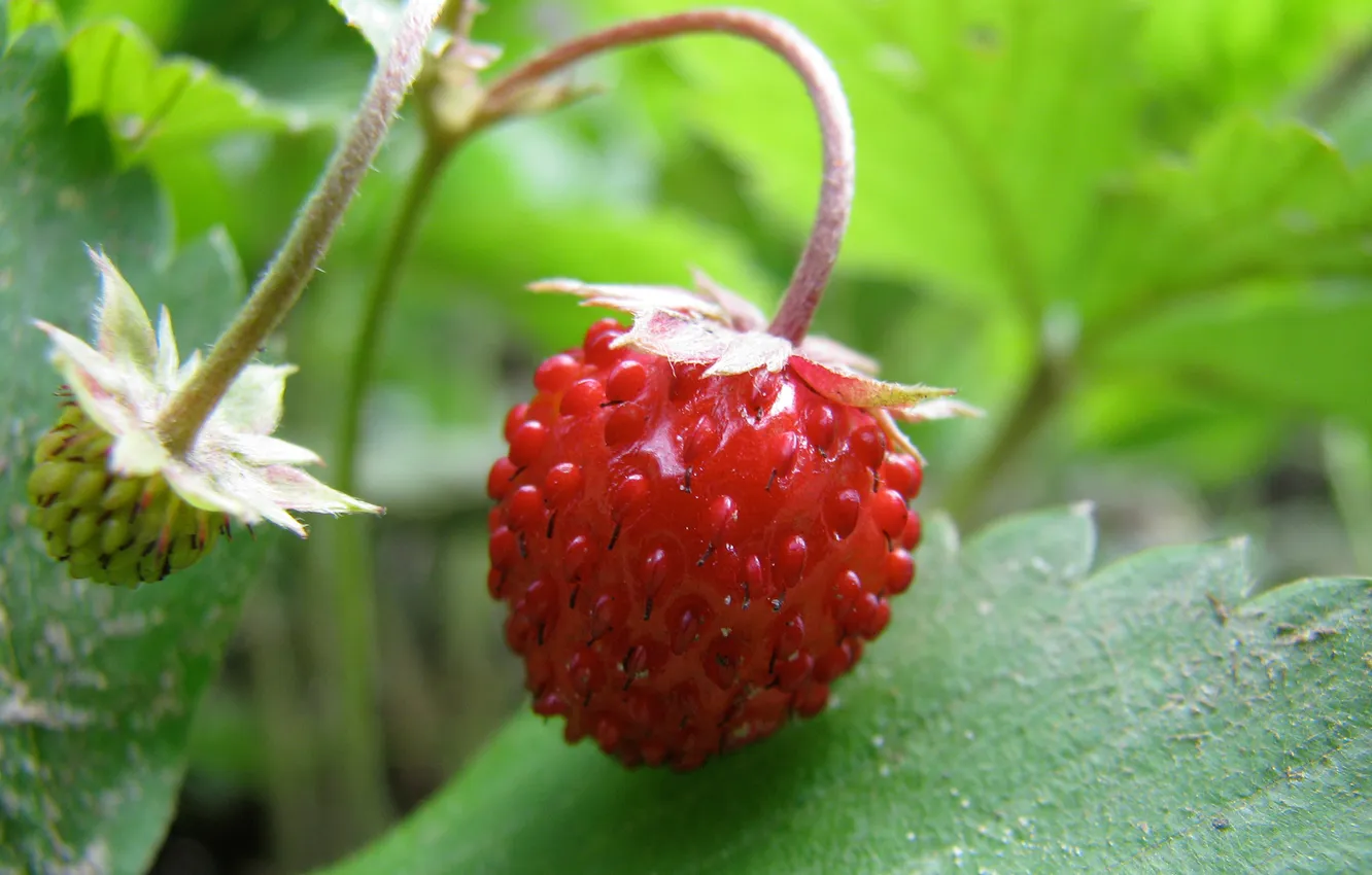 Photo wallpaper strawberry, strawberry, the wilding, AWildStrawberry