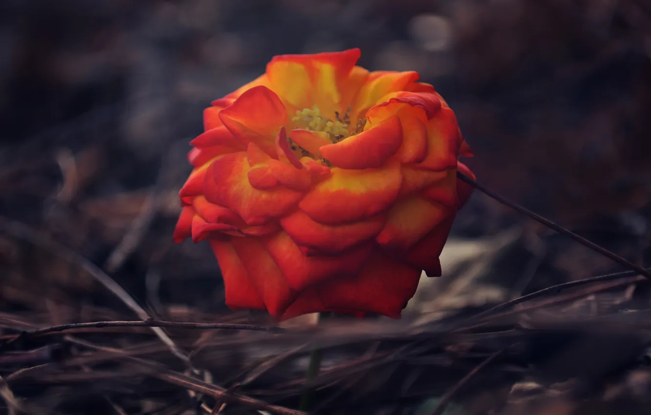 Photo wallpaper flowers, branches, petals