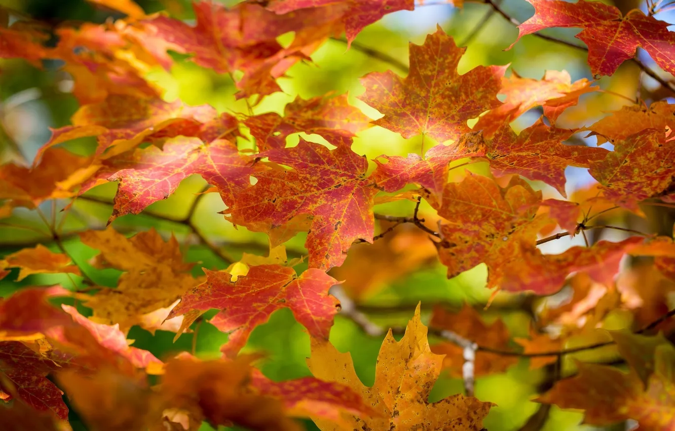 Photo wallpaper autumn, leaves, color, macro, branch