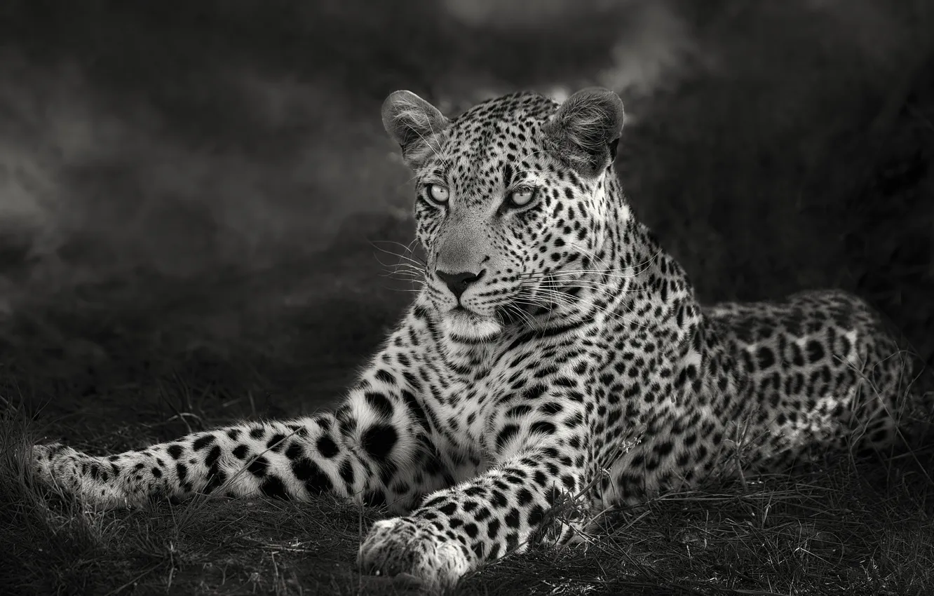 Photo wallpaper field, clouds, leopard, monochrome, black and white photo