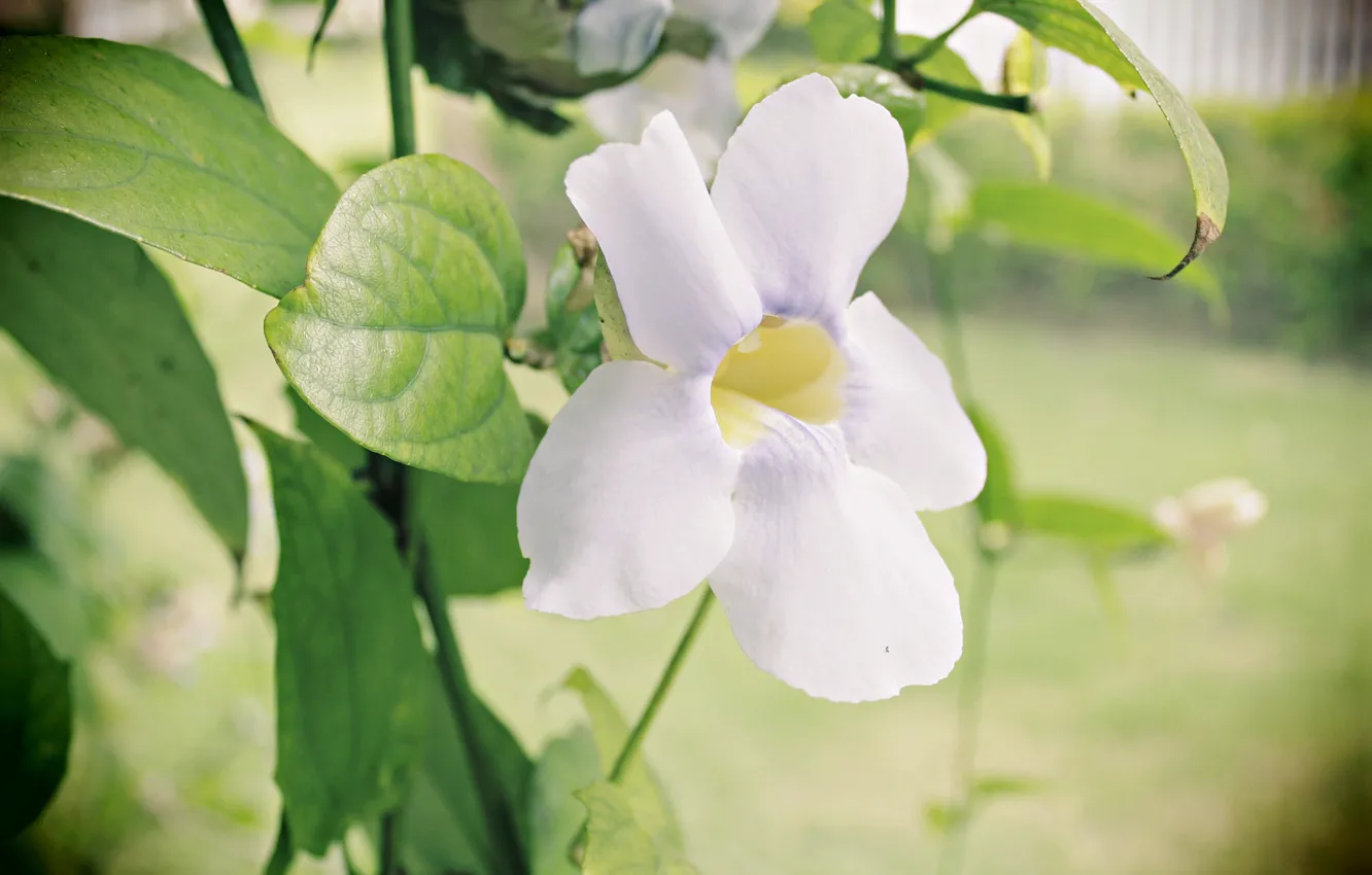 Photo wallpaper flowers, spring, garden