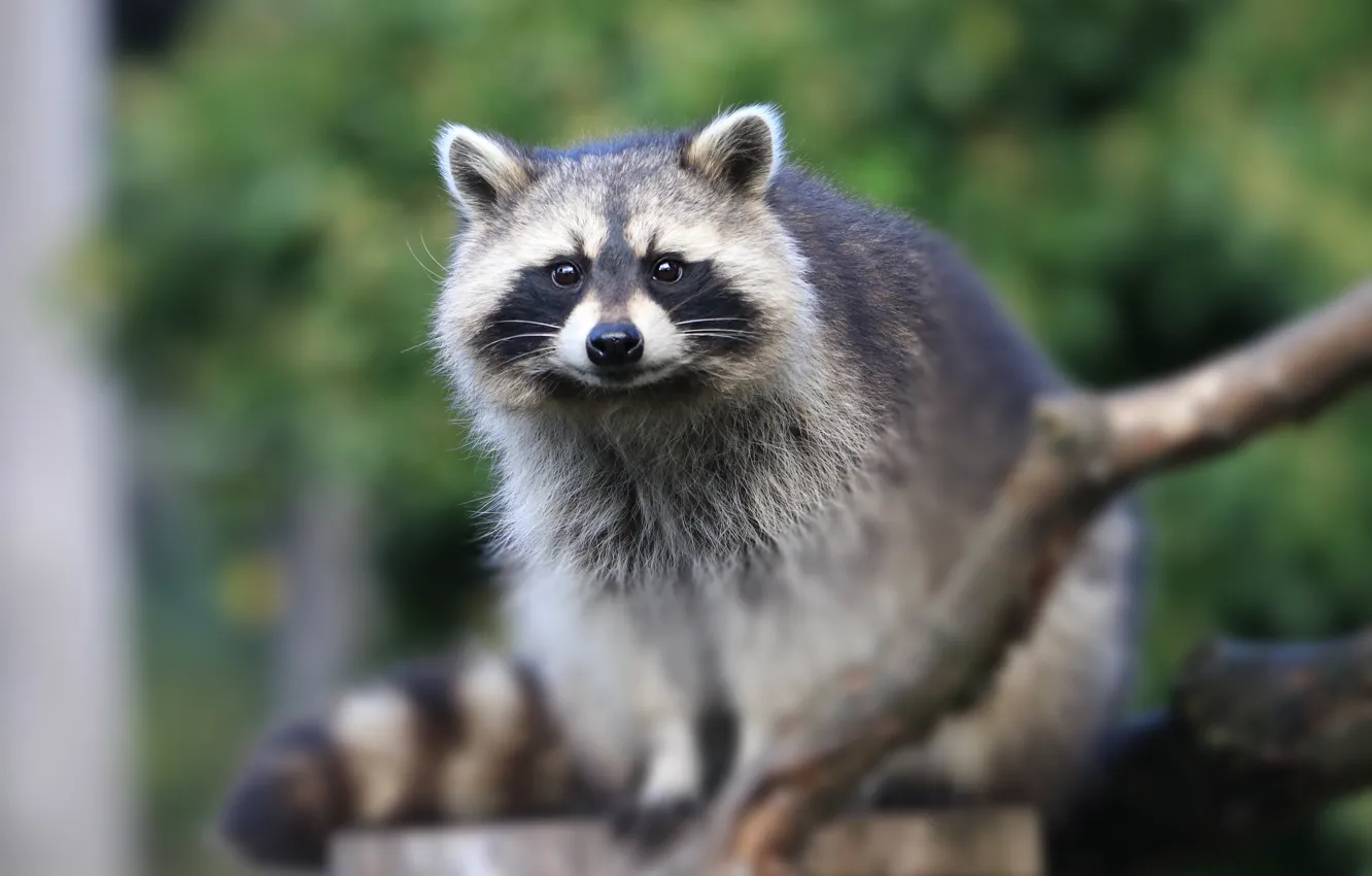 Photo wallpaper look, branches, nature, blur, raccoon, face, sitting, bokeh